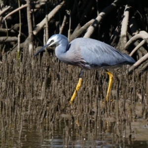 Egretta novaehollandiae at Corindi Beach, NSW - 13 Jul 2018 11:52 AM