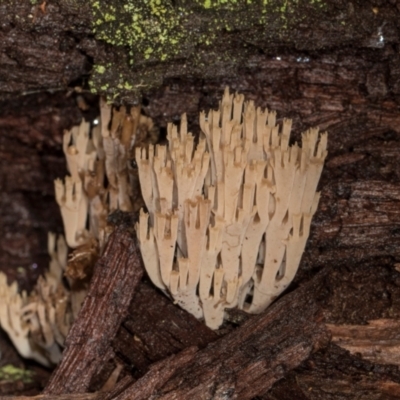 Artomyces austropiperatus (Peppery Coral) at Bemboka, NSW - 18 Jan 2024 by AlisonMilton