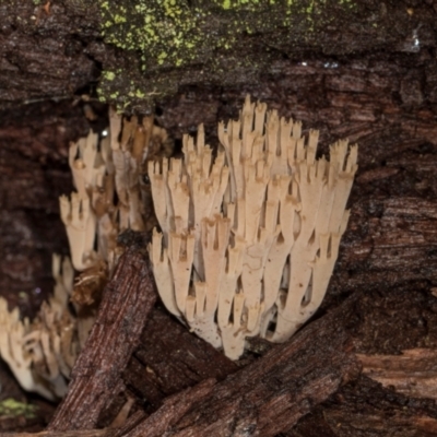 Ramaria sp. at Bemboka, NSW - 17 Jan 2024 by AlisonMilton