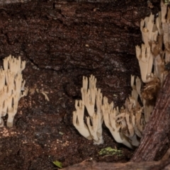 Artomyces austropiperatus at suppressed - suppressed