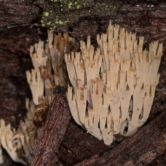 Artomyces austropiperatus at suppressed - suppressed