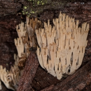 Artomyces austropiperatus at suppressed - suppressed
