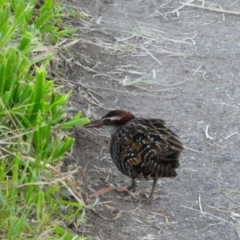 Gallirallus philippensis (Buff-banded Rail) at Coffs Harbour, NSW - 14 Jul 2018 by MB