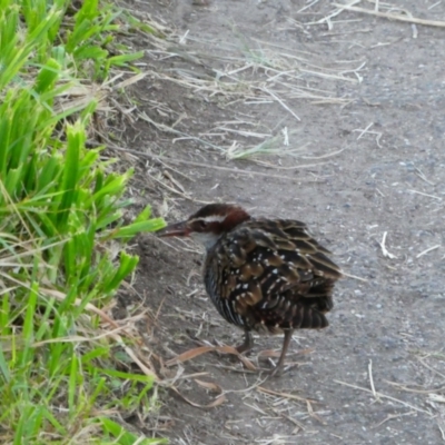 Gallirallus philippensis (Buff-banded Rail) at Coffs Harbour, NSW - 14 Jul 2018 by MB