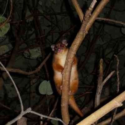 Pseudocheirus peregrinus (Common Ringtail Possum) at Coffs Harbour, NSW - 14 Jul 2018 by MB