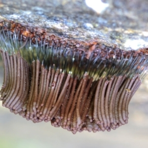 Stemonitis axifera at suppressed - 14 Jun 2024