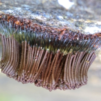 Stemonitis axifera at Kianga, NSW - 14 Jun 2024 by Teresa