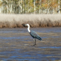 Ardea pacifica (White-necked Heron) at Lake Cathie, NSW - 19 Jul 2018 by MB