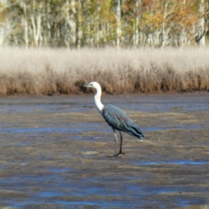 Ardea pacifica at Lake Cathie, NSW - 19 Jul 2018 01:08 PM