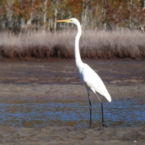 Ardea alba at Lake Cathie, NSW - 19 Jul 2018