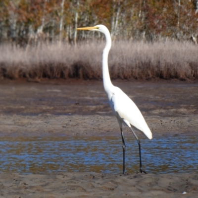 Ardea alba (Great Egret) at Lake Cathie, NSW - 19 Jul 2018 by MB