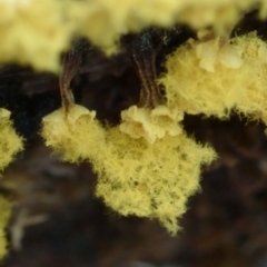 Oligonema verrucosum at Box Cutting Rainforest Walk - 14 Jun 2024 by Teresa