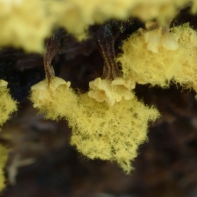 Trichia verrucosa at Box Cutting Rainforest Walk - 14 Jun 2024 by Teresa