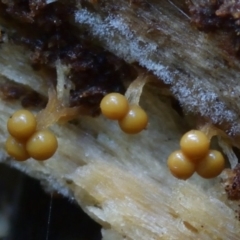 Oligonema verrucosum at suppressed - suppressed
