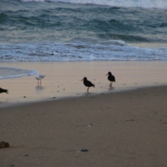 Haematopus fuliginosus (Sooty Oystercatcher) at Corindi Beach, NSW - 26 May 2021 by MB