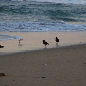 Haematopus fuliginosus at Corindi Beach, NSW - 26 May 2021