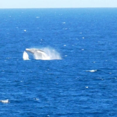 Megaptera novaeangliae (Humpback Whale) at Port Macquarie, NSW - 19 Jul 2018 by MB