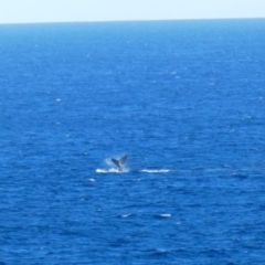 Megaptera novaeangliae at Port Macquarie, NSW - 19 Jul 2018