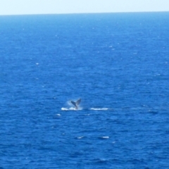 Megaptera novaeangliae at Port Macquarie, NSW - 19 Jul 2018 03:44 PM