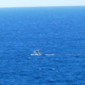 Megaptera novaeangliae at Port Macquarie, NSW - 19 Jul 2018