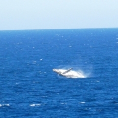 Megaptera novaeangliae at Port Macquarie, NSW - 19 Jul 2018