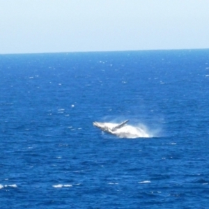 Megaptera novaeangliae at Port Macquarie, NSW - 19 Jul 2018