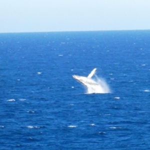 Megaptera novaeangliae at Port Macquarie, NSW - 19 Jul 2018