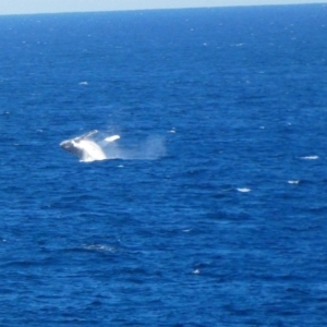 Megaptera novaeangliae at Port Macquarie, NSW - 19 Jul 2018