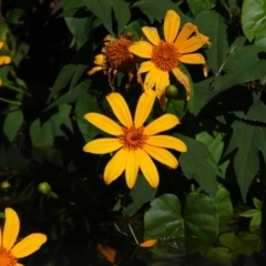 Tithonia diversifolia (Japanese Sunflower) at Teven, NSW - 28 May 2021 by MB