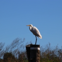 Ardea alba (Great Egret) at Teven, NSW - 28 May 2021 by MB