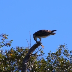 Pandion haliaetus (Osprey) at Teven, NSW - 28 May 2021 by MB