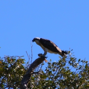 Pandion haliaetus at Teven, NSW - 28 May 2021