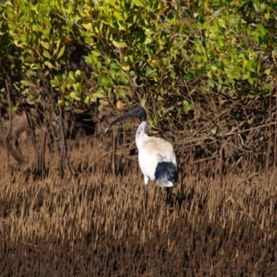 Threskiornis molucca (Australian White Ibis) at Pimlico, NSW - 28 May 2021 by MB