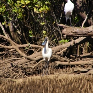 Platalea regia at West Ballina, NSW - 28 May 2021