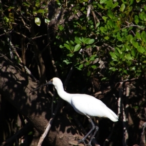 Platalea regia at West Ballina, NSW - 28 May 2021