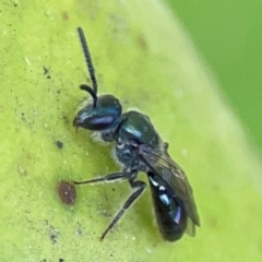 Lasioglossum (Chilalictus) sp. (genus & subgenus) at Currumbin, QLD - 14 Jun 2024 by Hejor1