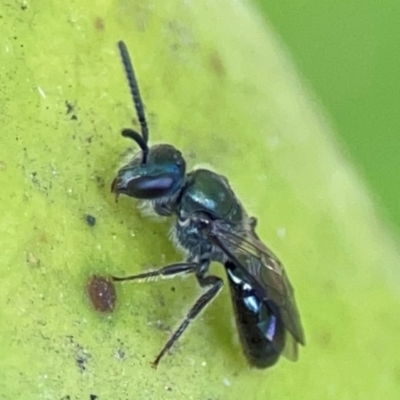Unidentified Bee (Hymenoptera, Apiformes) at Currumbin, QLD - 14 Jun 2024 by Hejor1