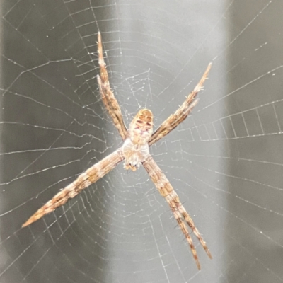 Argiope sp. (genus) at Burleigh Heads, QLD - 14 Jun 2024 by Hejor1