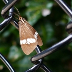Nyctemera secundiana (Magpie Moth) at Byron Bay, NSW - 30 May 2021 by MB