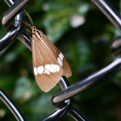 Nyctemera baulus (Asian Magpie Moth) at Byron Bay, NSW - 31 May 2021 by MB