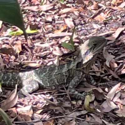 Intellagama lesueurii lesueurii at Burleigh Heads, QLD - 14 Jun 2024 by Hejor1