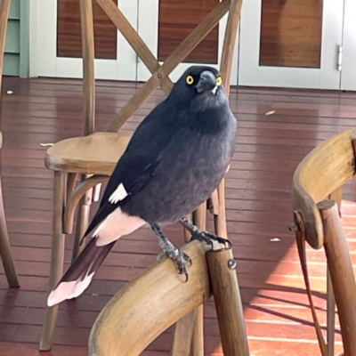 Strepera graculina (Pied Currawong) at Burleigh Heads, QLD - 14 Jun 2024 by Hejor1