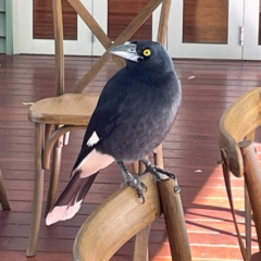 Strepera graculina at Burleigh Heads, QLD - 14 Jun 2024 01:13 PM