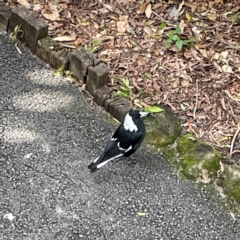 Gymnorhina tibicen at Burleigh Heads, QLD - 14 Jun 2024 by Hejor1