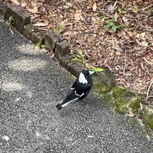 Gymnorhina tibicen at Burleigh Heads, QLD - 14 Jun 2024 01:15 PM