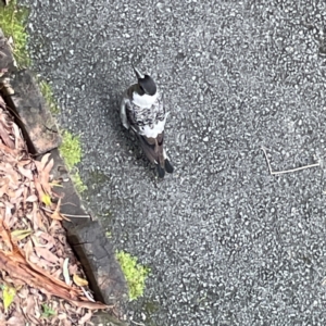 Gymnorhina tibicen at Burleigh Heads, QLD - 14 Jun 2024