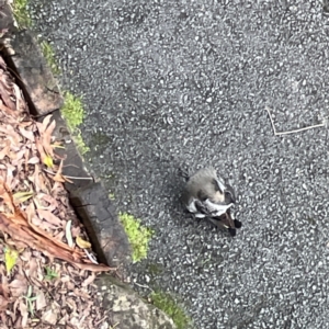 Gymnorhina tibicen at Burleigh Heads, QLD - 14 Jun 2024