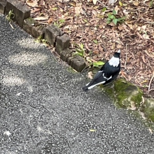 Gymnorhina tibicen at Burleigh Heads, QLD - 14 Jun 2024 01:15 PM