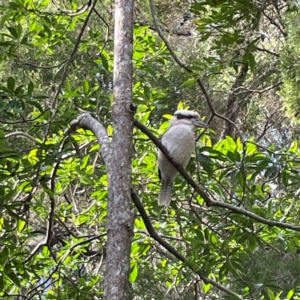 Dacelo novaeguineae at Burleigh Heads, QLD - 14 Jun 2024