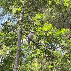 Dacelo novaeguineae at Burleigh Heads, QLD - 14 Jun 2024